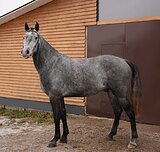 ИМПОРТНЫЙ МЕРИН В КОНКУР/ХО