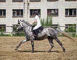 ЖЕРЕБЕЦ ПОД ДЕТЕЙ 