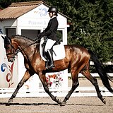 ПЕРСПЕКТИВНЫЙ МЕРИН 5 ЛЕТ