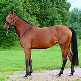 Отличные крови