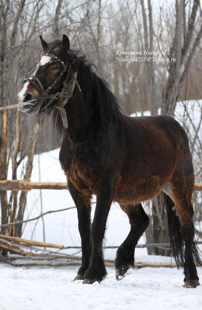 Цыганская лошадь - фотографии - equestrian.ru