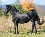 ИМПОРТНАЯ КОБЫЛА,ЗАЕЗЖЕНА