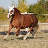 Русский тяжеловоз
