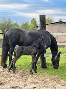 Фризский жеребчик