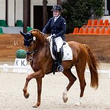 ГАННОВЕРСКИЙ МЕРИН 5 ЛЕТ