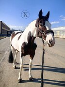 ИМПОРТ ИЗ ГОЛЛАНДИИ