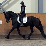 ИМПОРТ ИЗ НИДЕРЛАНДОВ