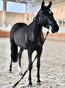 ТРАКЕНЕНСКИЙ ЖЕРЕБЕЦ 3 ГОДА