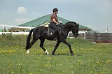 Жеребец 2023 гр, 155 вх