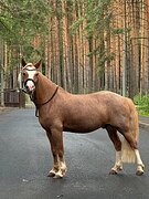 Уэльский пони маршруты 80