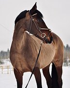 ВЫСОКАЯ КОБЫЛА В КОНКУР