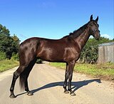 Молодой мерин в спорт