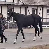 ВЫСОКАЯ КОБЫЛКА