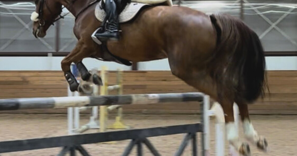 Лошади конный спорт