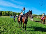 КОБЫЛА ДЛЯ TREC