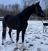 МОЛОДОЙ ЖЕРЕБЕЦ