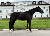 Мерин 