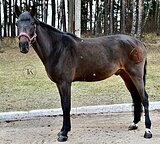 МЕРИН 6 ЛЕТ 170 СМ В ХОЛКЕ