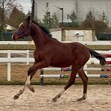 от Komandor в/х150см 2025г.р.