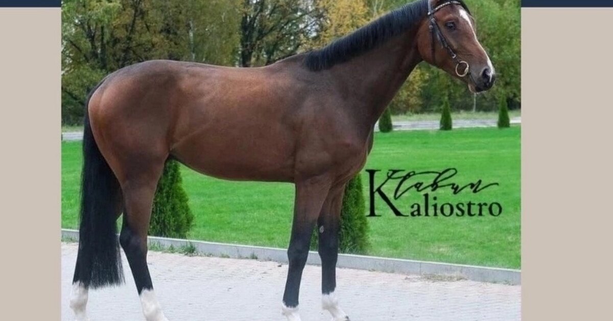 лошадиный возраст. средняя продолжительность жизни лошади. дряхлая лошадь. кобыла возраст. возраст лошади по человеческим меркам.