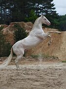 шикарный текинец