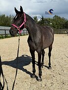 Имеет редкий ген рабикано