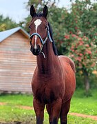 потомок Сир Стенограф, Stakkato