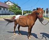 Аппалуза-пони, мерин