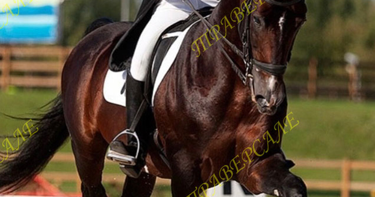 Литература о спортсменах