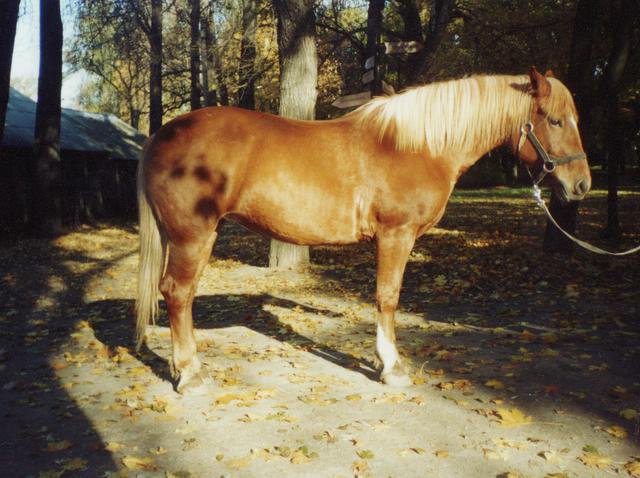 КСК Екатерингоф ноябрь 2004 г.