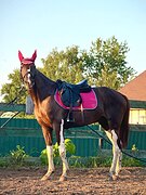 Мерин 