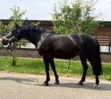 Пони 145 вх, 2016 гр