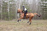 Мерин