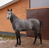 Импортный мерин в конкур/хо