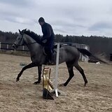 СЕРАЯ КОБЫЛА 7 ЛЕТ