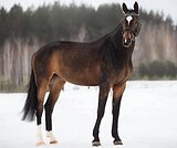 КОБЫЛА В ВЫЕЗДКУ • ВЫСОКАЯ