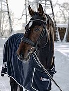 ЖЕРЕБЕЦ В КОНКУР