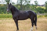 кобыла кросс шайр с жеребён