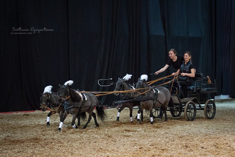 Единственная в России съезженная четверка миниатюрных лошадей была представлена фермой Идальго на выставке Эквирос 2017.Фото Светланы Рязанцевой.