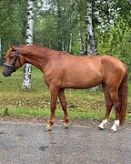 МОЛОДАЯ КОБЫЛА