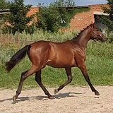 ЛИНИЯ COR DE LA BRYERE