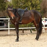 ЖЕРЕБЕЦ 7 ЛЕТ 166 СМ В ХОЛКЕ