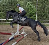 Мер. 2019 гр выездка, конкур