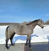 Мерин 2023 гр