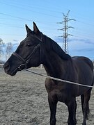 Тракененский жер. 2021 гр