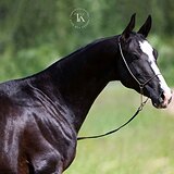 АХАЛТЕКИНСКИЙ ЖЕРЕБЕЦ 4 ГОД