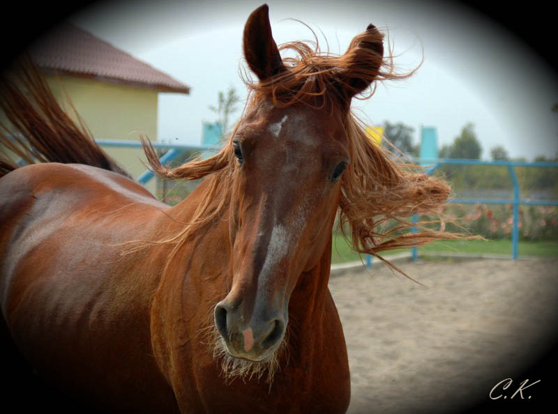 Здравствуйте,  Я ваша лошадь! ;)