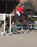 Мерин 2018 гр, 154 вх