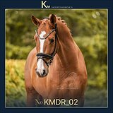 3 летний мерин