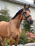 Мерин 2016 гр, 175 вх